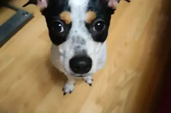 Найдена собака, Санкт-Петербург, фото: Собака найдена: Александровской Фермы, 3Б