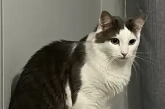 Пропала кошка в СНТ Фрегат, Виновка