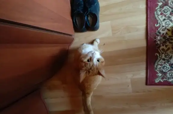 Найденные животные Эммаусское сельское поселение, фото: Найдена кошка, Геологическая ул., 2А