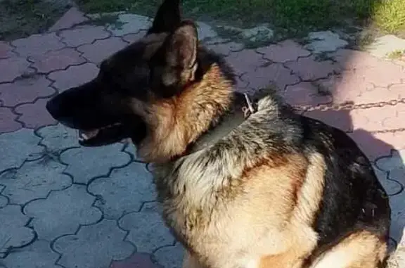 Пропала овчарка, Юрьевецкая, Н. Новгород