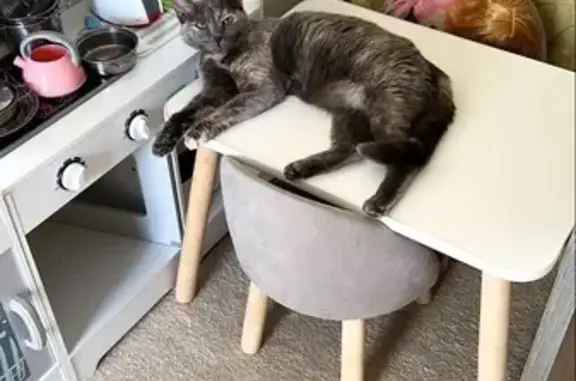 Кошки потеряшки, Томск, фото: Потеряшка серая кошка, ул. Бирюкова, 10