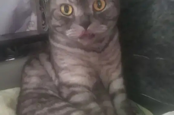 Кошки потеряшки, Новокузнецк, фото: Потеряшка кошка, Рудничная 34, Новокузнецк