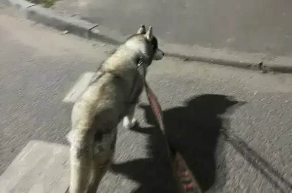 Найдена собака, , фото: Хаски найдена: Нагорная ул., 5, Троицк