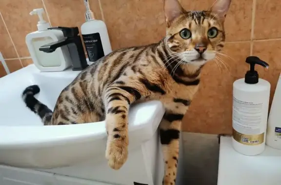 Пропал бенгальский кот, Карла Маркса, НН