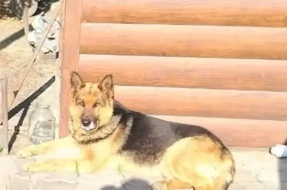 Пропала овчарка, Аэрофлотская, Улан-Удэ