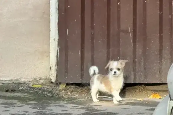 Собака найдена: Большая Бронная 8, Москва