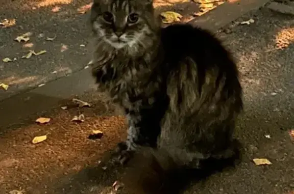 Кастрированный кот найден на Ланском шоссе