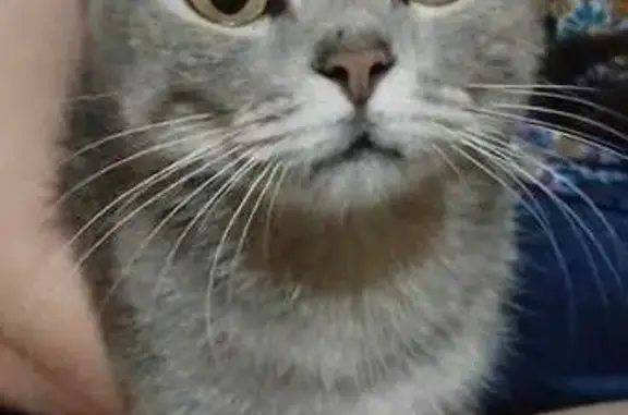 Кошка найдена: Строителей, Йошкар-Ола