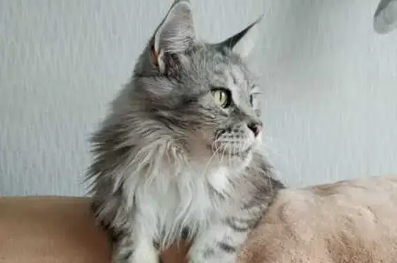 Кошки потеряшки, Златоуст, фото: Потеряшка кошка, ул. Шапошникова, Златоуст