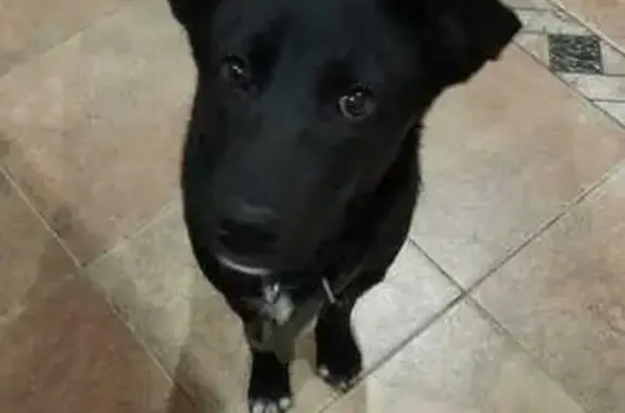 Собаки потеряшки, Старый Оскол, фото: Потеряшка собака, Донецкая 17, Старый Оскол