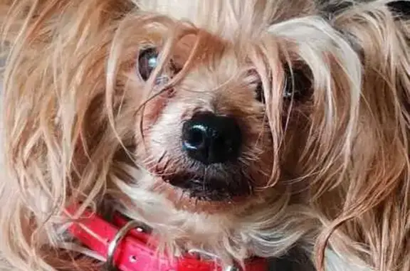 Найдена собака, Саратов, фото: Собака найдена: ул. Аэропорт, 3, Саратов