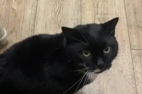 Пропала черная кошка, ул. Энтузиастов 3