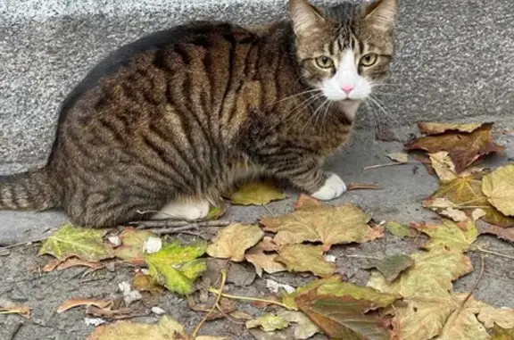 Кот найден: Большой проспект П.С., 18