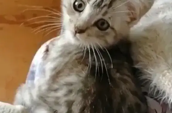 Кошки потеряшки, Приозерск, фото: Потеряшка кошка, ул. Чапаева, Приозерск