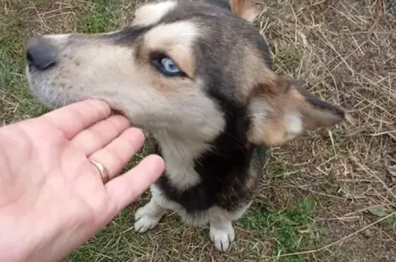 Найдена собака, Липецкая область, фото: Собака найдена в с. Студенки, Липецкая обл.