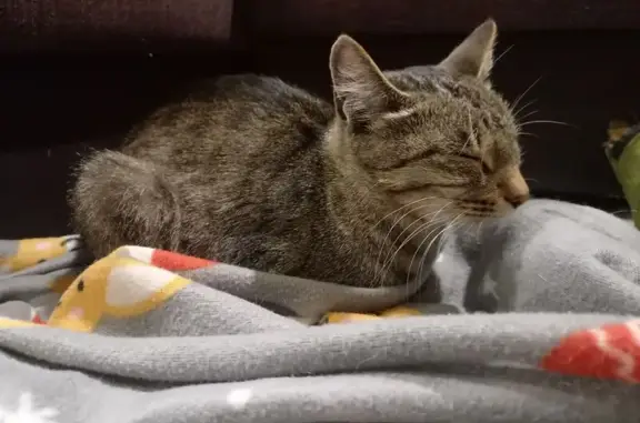 Найдена кошка, Иваново, фото: Кошка найдена: Карьерная ул., 55, Иваново