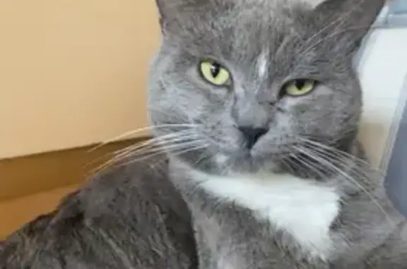 Пропала кошка в Пудости, Ленобласть