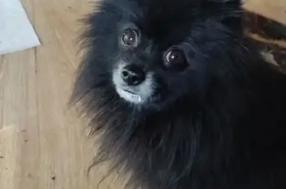 Найдена собака, Свердловская область, фото: Черный шпиц найден: Екатеринбург, Ольга