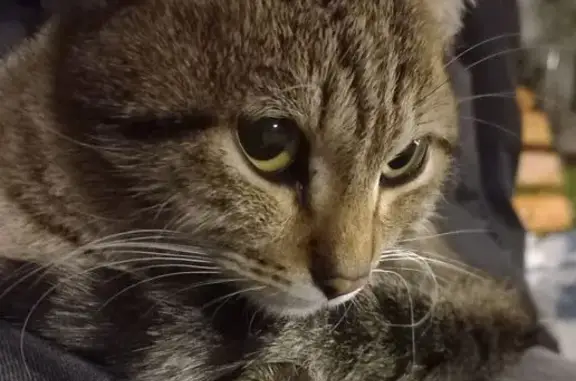 Найдена кошка, Тамбовская область, фото: Кошка найдена в сквере Державина, Тамбов