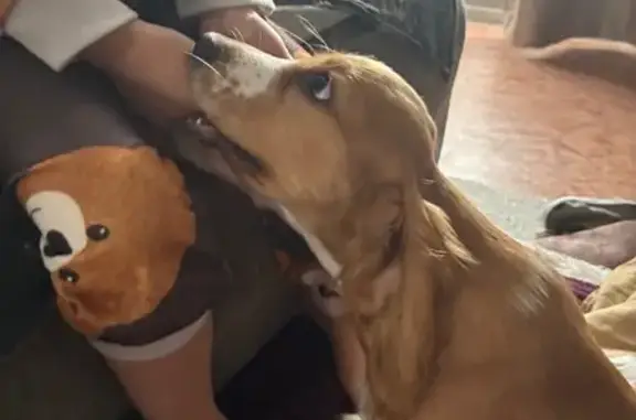 Найдена собака, Красноярский край, фото: Собака найдена у магазина, Минусинск