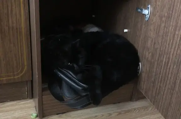 Кошки потеряшки, Московская область, фото: Потеряшка черный кот в Подолино, МО