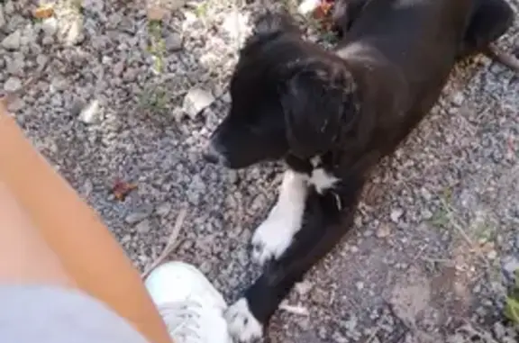 Пропала собака, ул. 1 Мая, Крымск