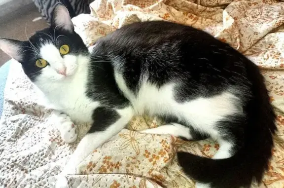 Кошки потеряшки, Екатеринбург, фото: Потеряшка кошка, Симферопольская 25, Екб