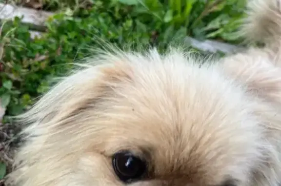 Найдена собака, Хабаровск, фото: Собака найдена: Артёмовская 41, Хабаровск