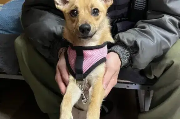 Найдена собака, Киров, фото: Золотистая собака найдена на Циолковского, 9