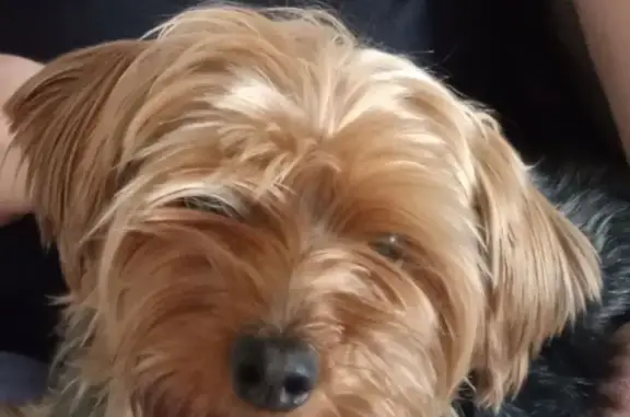 Собаки потеряшки, , фото: Потеряшка собака, Молодёжная ул., Валы