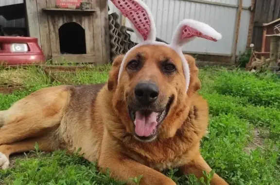 Собаки потеряшки, Ростов-на-Дону, фото: Потеряшка собака, ул. Возрождения, 30