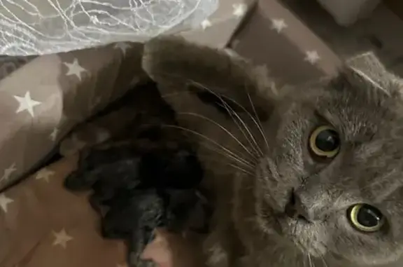 Пропала кошка: ул. Ленина, Савельевская