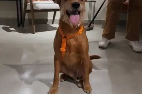 Собаки потеряшки, , фото: Потеряшка собака, Судостроительная, Заозерье