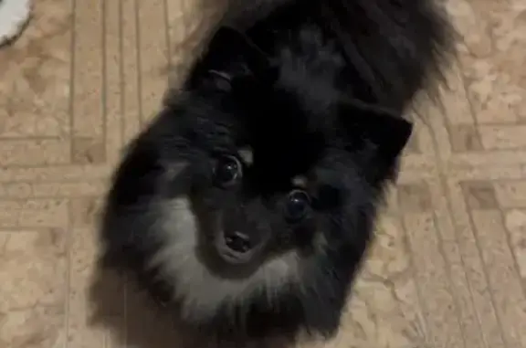 Найдена собака, ул. Палиха, Москва