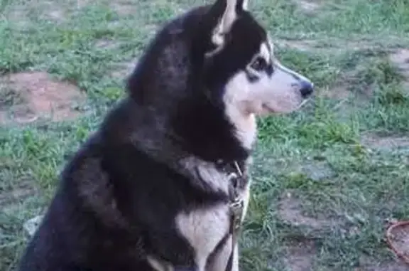 Собаки потеряшки, Нижний Новгород, фото: Потеряшка хаски на Южном шоссе, 24