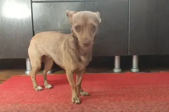 Найдена собака, Армавир, фото: Найдена собака, Тургенева 136, Армавир