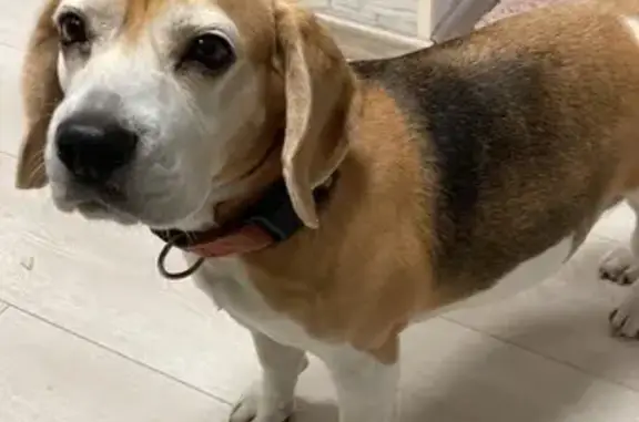 Найдена собака, Ярославль, фото: Найдена собака, ул. Куропаткова, 49