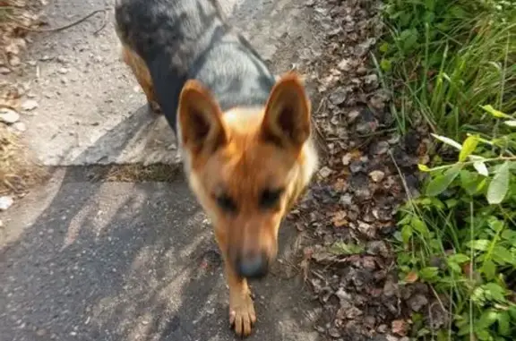 Найдена собака, , фото: Овчарка найдена на 1-й Садовой улице
