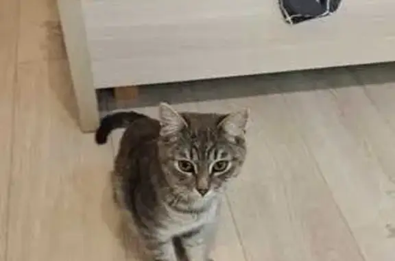 Найдена кошка, Кострома, фото: Кошка найдена: Берёзовый пр., 4, Кострома