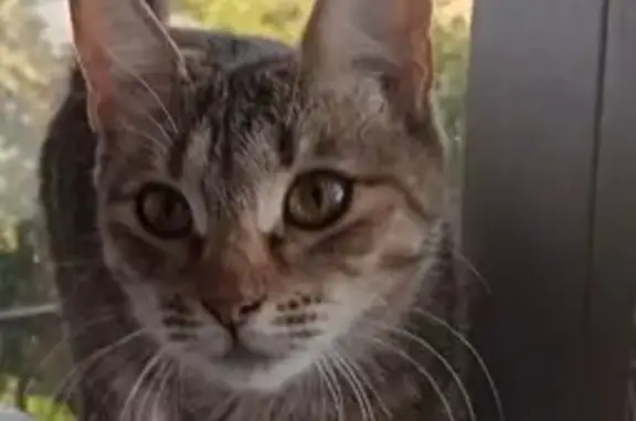 Пропала кошка, пр. Ленина, 21, Н.Новгород