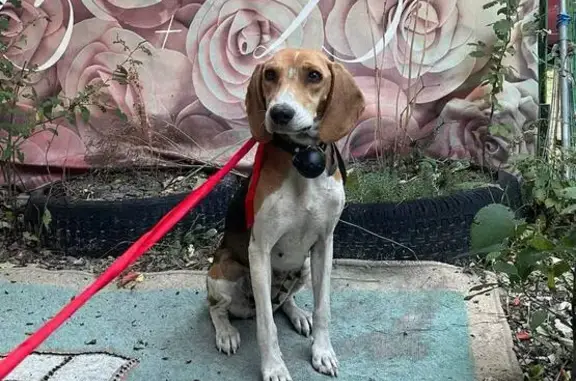 Найдена собака в Большесальском СП, Ростовская обл.