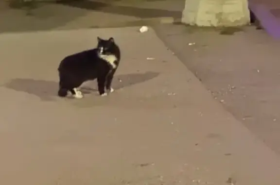 Кошка найдена у Крисанова, 19, Пермь