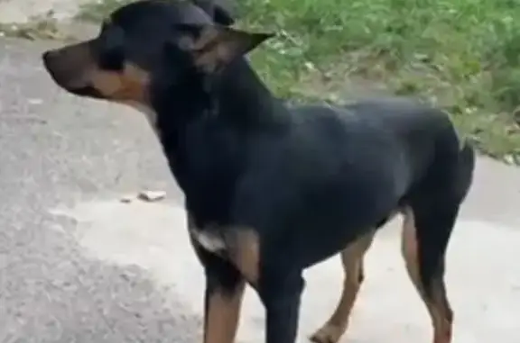 Пропала собака, ул. Ленинского Комсомола