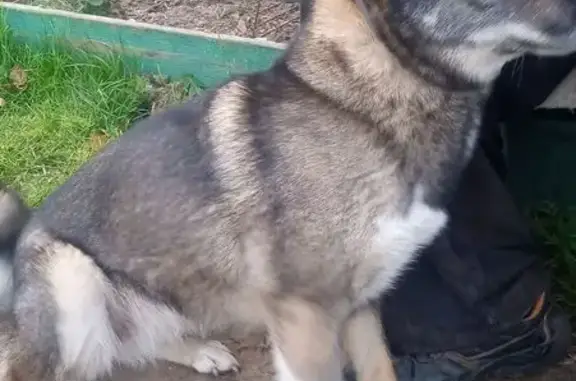 Найдена собака, Нижегородская область, фото: Собака найдена в Сосновке, Нижегородская обл.