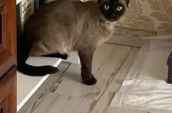 Кошки потеряшки, Калининград, фото: Потеряшка сиамская кошка, ул. Качалова