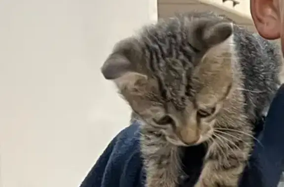 Пропала кошка, Орская ул., Соль-Илецк