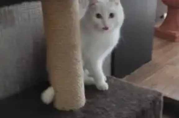 Пропала белая кошка, Майская ул., Тулун