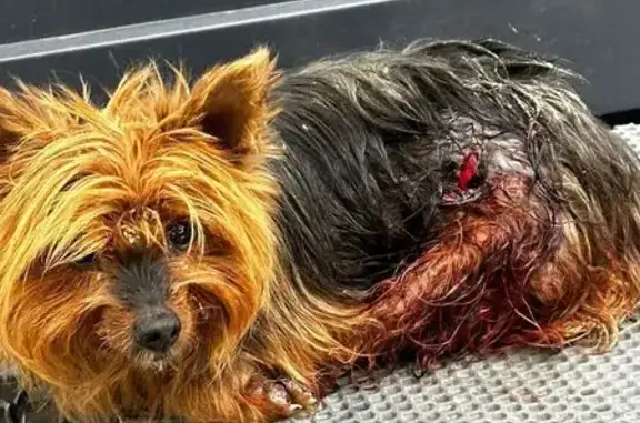 Найдена собака, Глебовское, фото: Йоркширский терьер найден в Глебовке, Краснодарский край