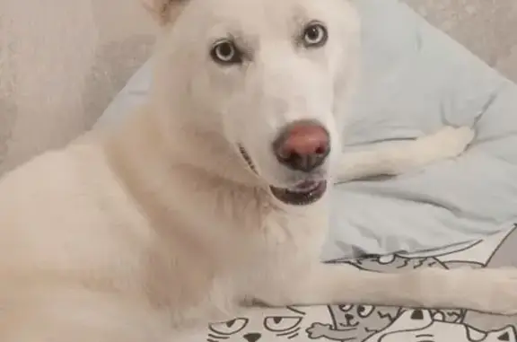 Найдена собака, Екатеринбург, фото: Хаски найдена на Яскина, 8, Екатеринбург