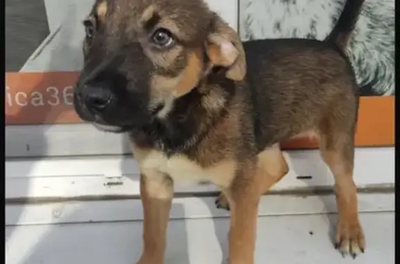 Найдена собака, Москва, фото: Найдена собака, Красная площадь 3